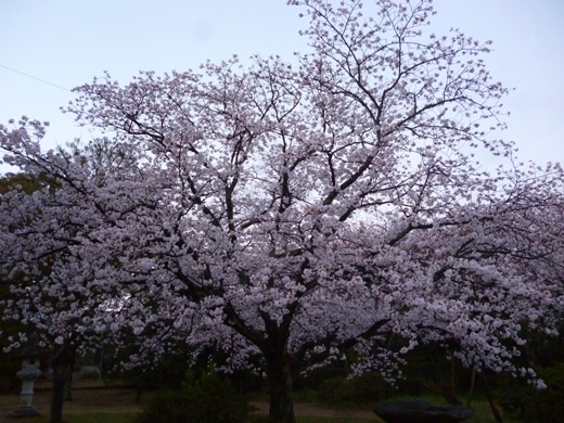 P1070946sakura2.JPG