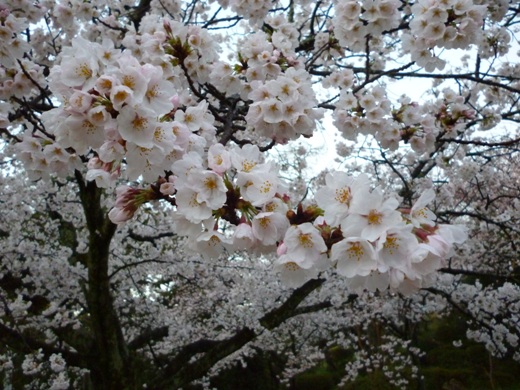 P1070947sakura1.JPG
