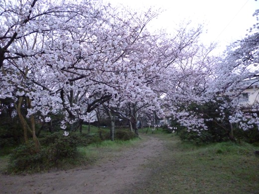 P1070949sakura3.JPG