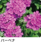 バーベナ