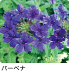バーベナ