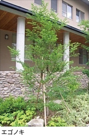 エゴノキ